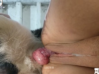 Cachorro gozando na buceta da coroa na zoofilia amadora