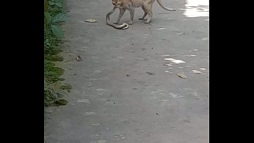 Casal se divertindo com punheta e muito tesão